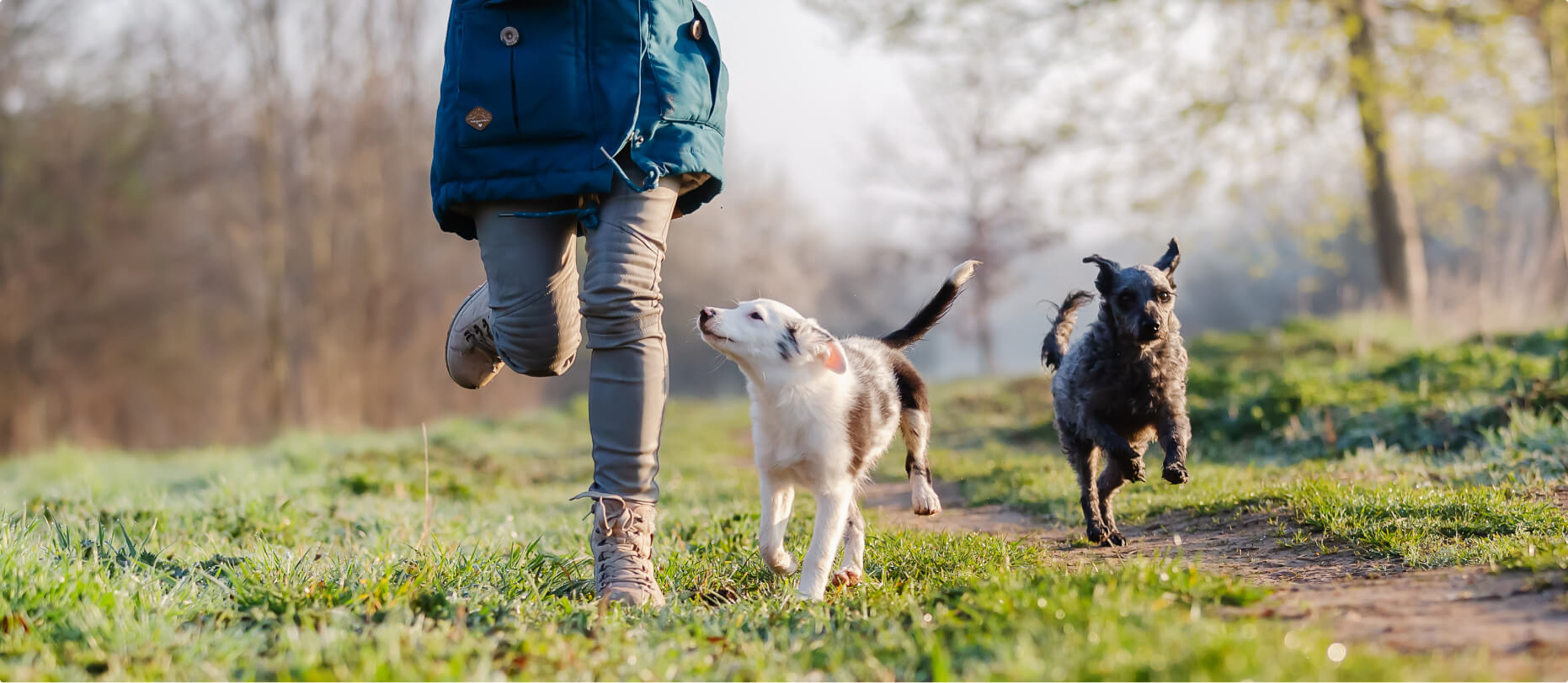 芝生の上で犬を連れて散歩する人の風景