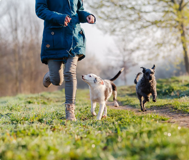芝生の上で犬を連れて散歩する人の風景